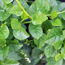 Basella Alba 20 Seeds Indian Malabar Spinach Asian Cuisine Greenhouse Tropical G - $16.68