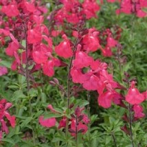From US 50 Coral Pink Salvia Seeds Flower Seed Perennial Flowers Hummingbird 167 - £8.46 GBP