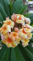 5 pcs Yellow Orange Plumeria Seed Plants Flower Flowers Perennial Seed - £9.96 GBP