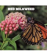 Seeds- Grow Red Milkweed Plants for Monarch Butterflies and Beautify you... - $7.93+