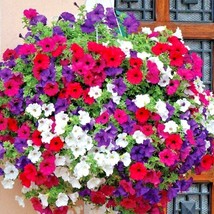 2000 Dwarf Petunia Mix Flower Seeds Hanging Basket Window Box New Fresh ... - $4.80