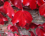 Virginia Creeper Vine Parthenocissus Quinquefolia 25 Seeds | - £10.51 GBP