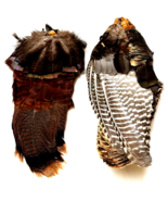 Wild Turkey Wings Feathers - Beautiful Colors - $29.69