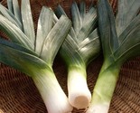 LWK 1000 Big Giant Leek Seeds Non Gmo Heirloom Easy Grow - $11.02