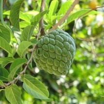 SEPTH Sugar Apple Annona Squamosa Live Tropical Fruit Tree 12 Inch 2 Fee... - $65.24