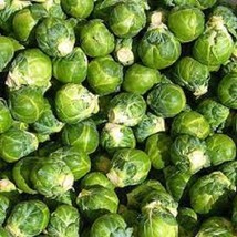 KKG Premium Long Island Improved Brussel Sprouts Fresh Organic Seed Fres... - $7.89