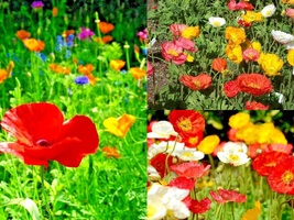 2000 Seeds CORN Field POPPY MIX Flower Wildflower Garden Container Fast ... - £13.34 GBP