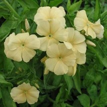 Fresh Seeds Phlox Seed Yellow Phlox Flower Seeds 5000 Seeds - £10.30 GBP