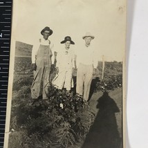 Found Black &amp; White Photo Postcard Potato Farmers In Field - $8.10