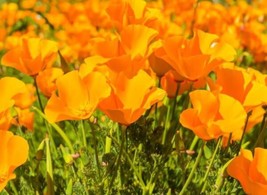 California Orange Poppy Flowers - Seeds - Organic - Non Gmo - Heirloom Seeds FRE - $8.79