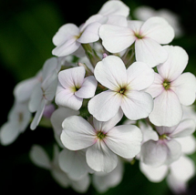 50 Pc Seeds White Dames Rocket Flower,  Dames Rocket Seeds for Planting | RK - £13.42 GBP