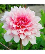 PSA Dahlia Otto&#39;S Thrill 3 Plant Divisions With Tubers Summer Flower Fas... - $966.14 MXN