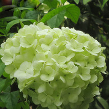 Light Green Hydrangea Flowers, 120 seeds - £22.60 GBP