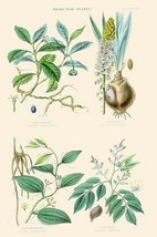 Medicinal Plants. Ipecacuan, Squill, Sarsaparilla, Copaiba by William Rh... - $21.99+