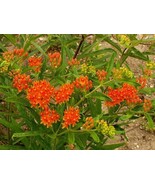 MBK 20 Tennesred Peanut Seeds To Grow Arachis Hypogaea Fast Ship - $25.35 CAD