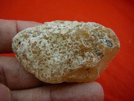 (k-3311) 25 g Rare Kauri tree Gum copal young Amber New Zealand Tane Mahuta - €18,40 EUR