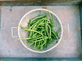 AW 50 Slenderette Green Bean French Stringless Phaseolus Vulgaris Seeds US - $10.50