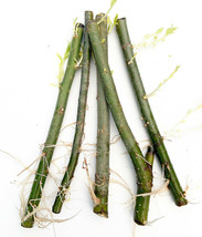5 Hybrid Willow Rooted Cuttings is One of the Fastest Growing Tree - $15.83