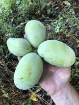 OKB 20 Pre Stratified Pawpaw Fruit Tree Seeds From Large Fruits - Asimin... - £33.80 GBP