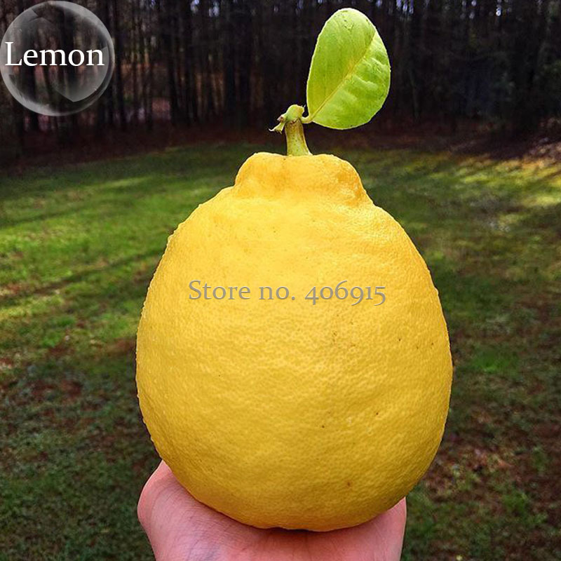The World Biggest Lemon Fruits 20 Seeds - $7.99 The World Biggest Lemon Fruits 20 Seeds - $7.99