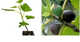 Ficus carica - Beer&#39;s Black Fig (Dwarf Habit) - Live Plant GARDEN - £31.96 GBP