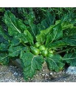 Plant World Seeds Mandragora officinarum (mandrake) 100 Seeds - $199.75 MXN