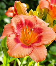 STRAWBERRY CANDY daylily 3 fans/root   - $14.98