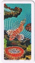 Brooke Bond Red Rose Tea Card #45 Lionfish Exploring The Ocean - £0.73 GBP