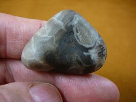 (F830-47) 1-1/4" polished Petoskey stone ancient coral specimen MI state... - $15.99