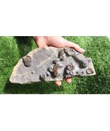 Rare Platyclymenia &amp; Goniatites Fossil Plate – Moroccan Ammonites, Colle... - $74.25