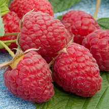 Heritage Raspberry Seeds Award-winning Produce Berry Twice Per Year Size... - £1.85 GBP+