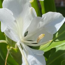 White Butterfly Ginger Lily Hedychium Coronarium Fragrant Flower Plant R... - $353.21 MXN+