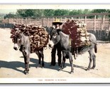 Donkeys Burro Bearing the Burden UNP Detroit Publishing UDB Postcard Z4 - $3.91