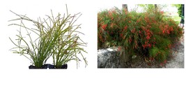 Firecracker Red Russelia Equisetiformis Starter Plant Lot of 4 - £28.73 GBP
