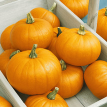 1Oz Pumpkin Seeds - Sugar Pie - Organic Heirloom (Approx 240 Seeds Fresh Garden - £19.20 GBP