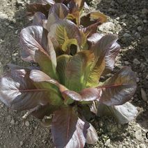 700+ Seeds Rouge D&#39;Hiver Romaine - $9.00