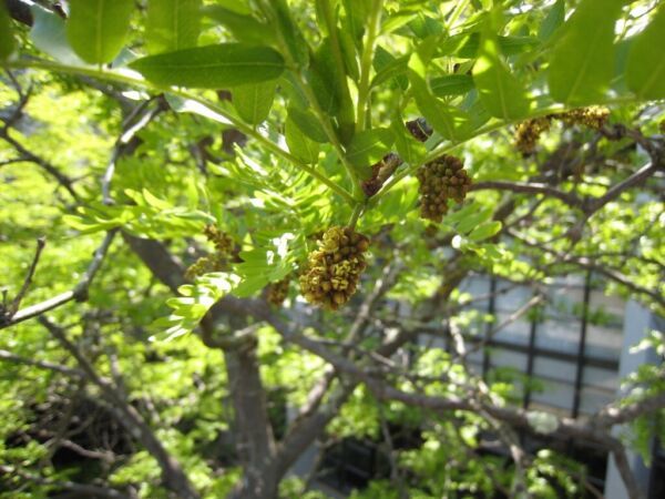 FG Thornless Honey Locust (Gleditsia triacanthos Inermis), 25 seeds ...