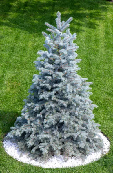50 Colorado Blue Spruce Tree Picea Pungens Glauca Christmas Tree Silver Fresh Se - $16.93