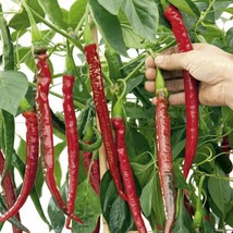 USA Seller Joe&#39;S Long Cayenne Hot Pepper Seeds Fast Shipping - £9.98 GBP