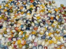 400 Seeds, Genuine Glass Gem Corn, Indian, Rainbow, Zea Mays Maize Maiz Arcoiris - £32.07 GBP