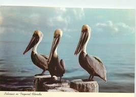 Chrome FL Postcard O434 Pelicans on a Pier in Tropical Florida Birds Ocean - $3.47