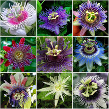 Passiflora Passion Mixed Flowers Seeds 30 Seeds Colorful Climbing Plants... - £10.67 GBP