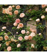 100 Seeds Gloire de Dijon&#39; Subtle Fragranced Climbing Rose - $192.54 MXN