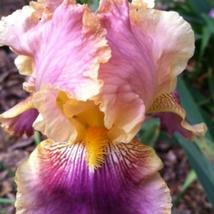 Iris Flower - Golden - Light Pink - Rose Pink Flowers, 100 SEEDS D - £12.61 GBP