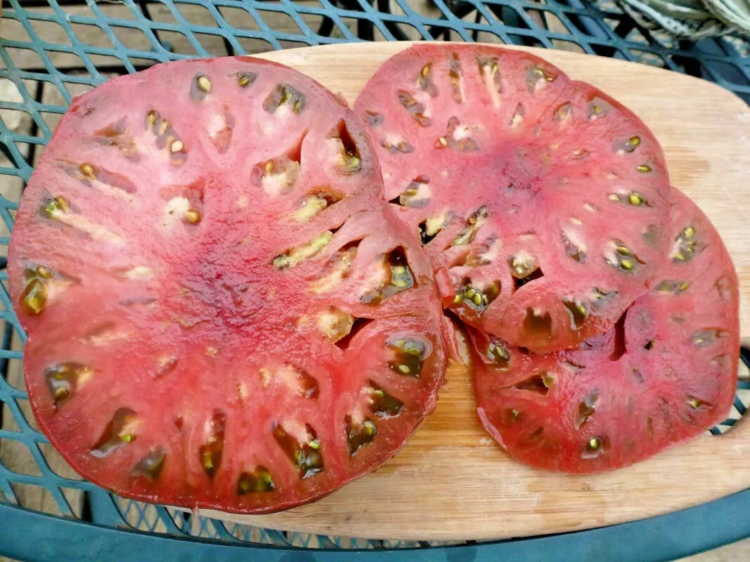 51 Cherokee Purple Tomato Seeds Native Heirloom - £6.15 GBP