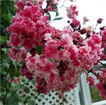 Crape myrtle red white thumb200
