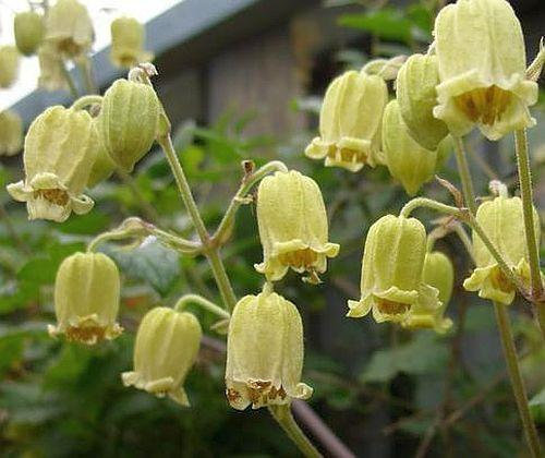 Clematis buchananiana