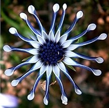 100PCS African Blue Eyed Daisy Plant Easy Grow Osteospermum bonsais Cape Mix Flo - $8.99