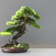 Dawn Redwood Bonsai Tree Grove Metasequoia - 50 Seeds - $8.83