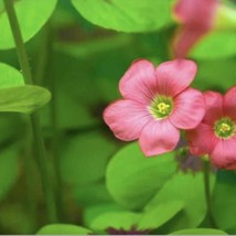 Oxalis Iron Cross Bulbs Butterfly Oxalis Lucky Clover Oxalis Bulbs Garden Fast S - $18.93